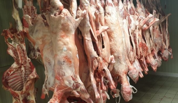 Controale înainte de Paști, botoșănenii avertizați să cumpere miei sănătoși din galantare și nu din portbagaje – VIDEO 