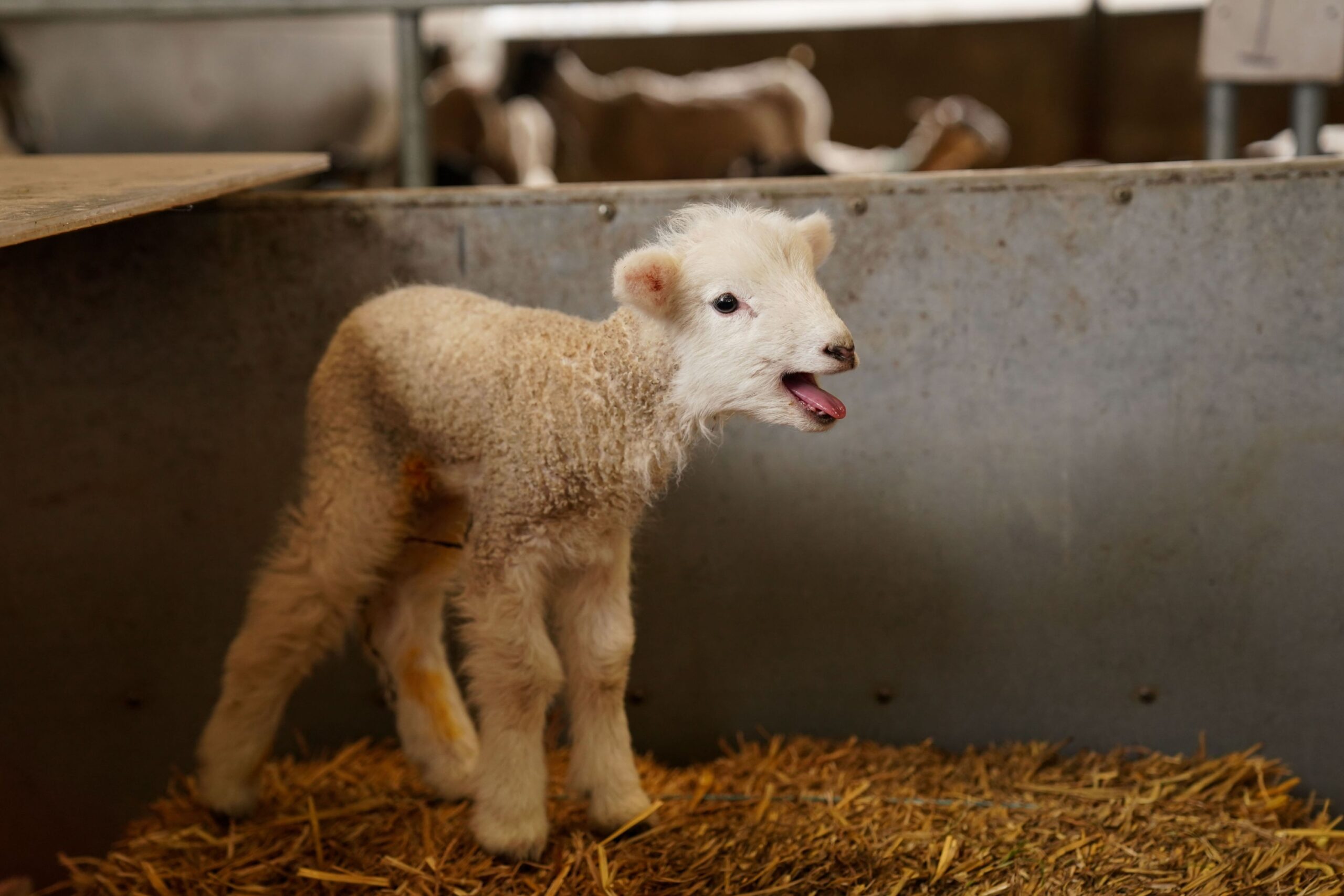 Scumpiri de Paște anunțate de fermieri: CÂT va costa un kilogram de carne de miel