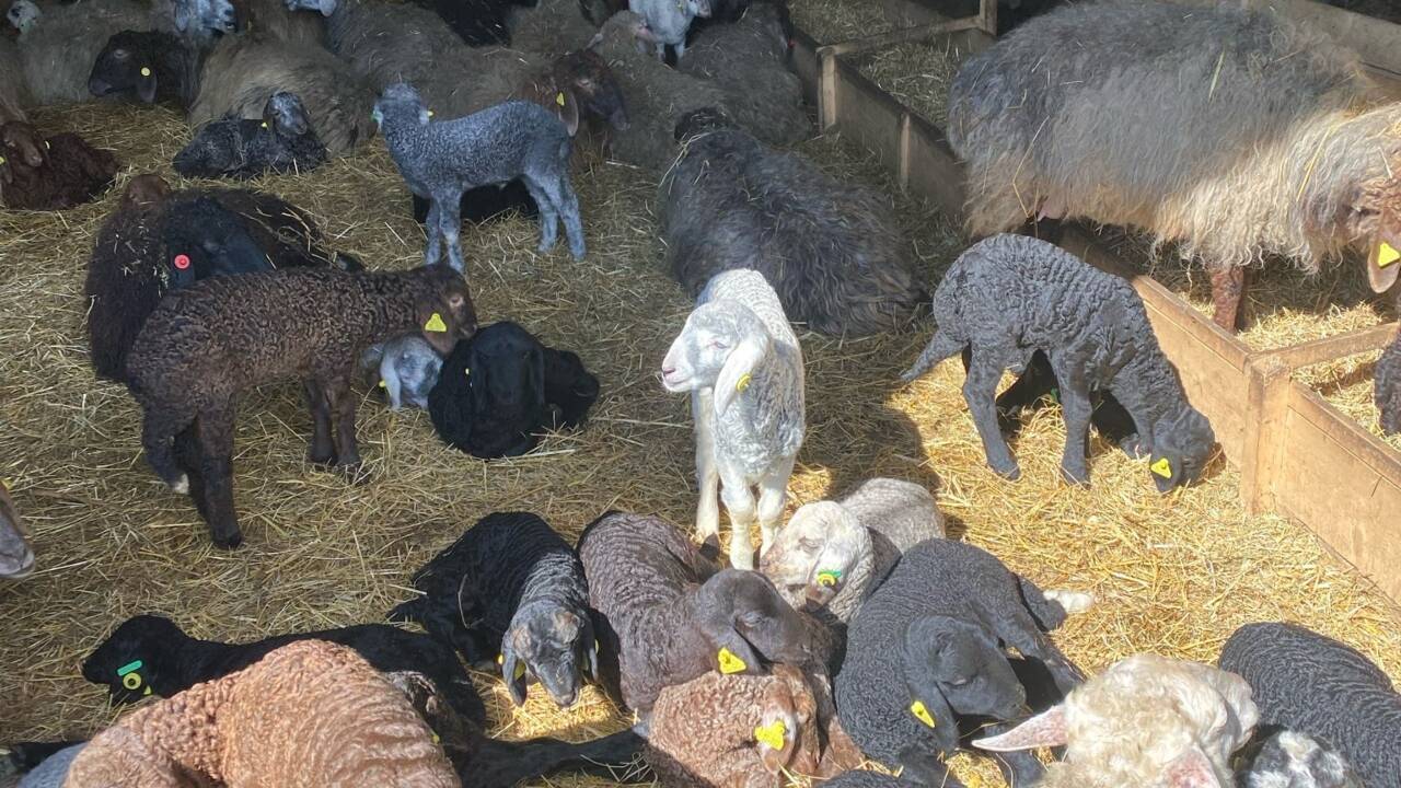 CÂT va costa carnea de miel înainte de sărbătorile pascale, Ionică Nechifor: Prețul este unul rezonabil