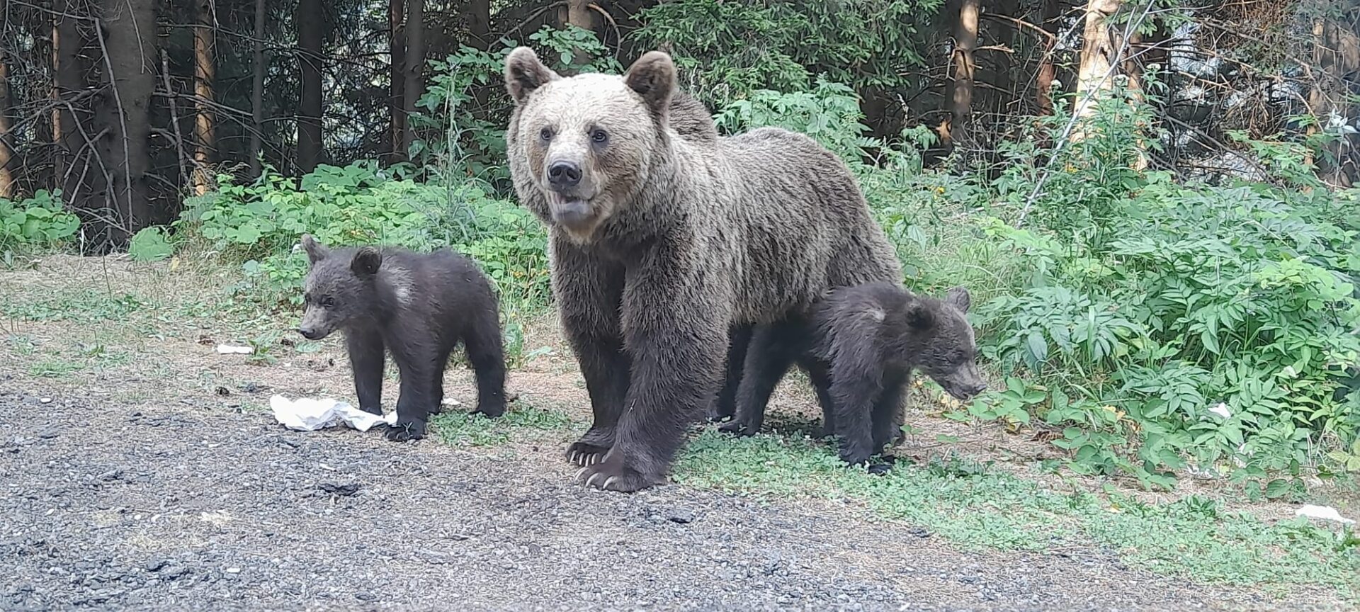 Noi reguli pentru gestionarea urșilor: CÂȚI pot fi omorâți în zona noastră