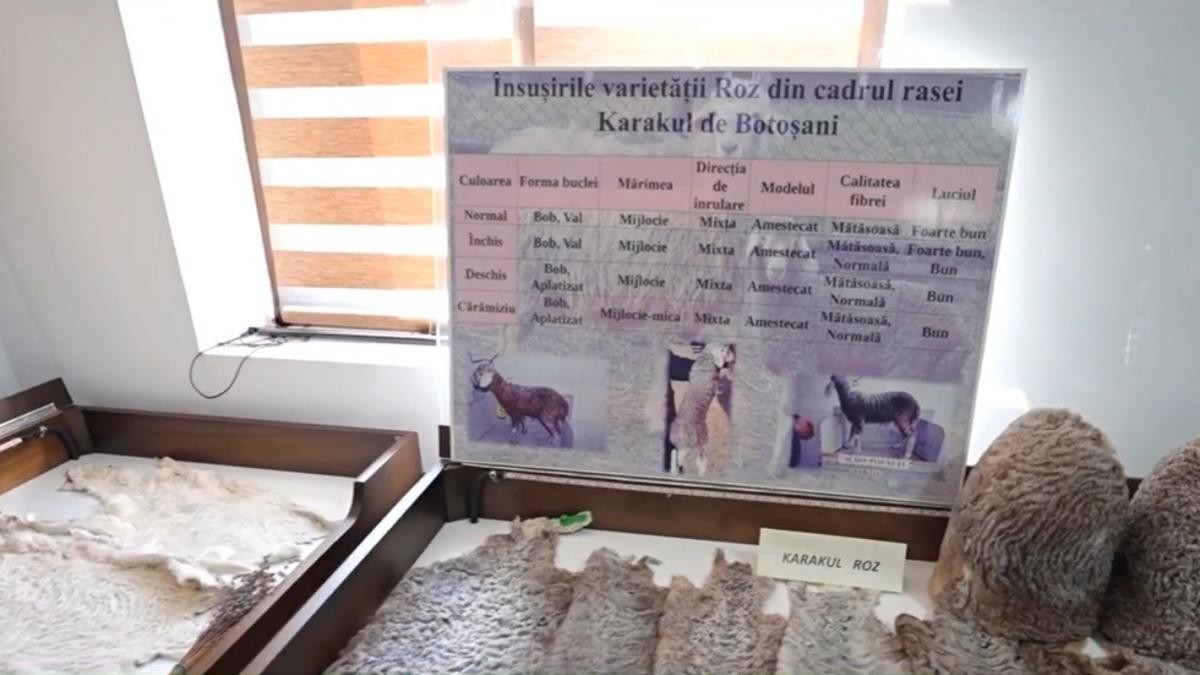 Oaia cu lână roz omologată în 2026 la Botoșani, mutație genetică obținută după 40 de ani de cercetare 