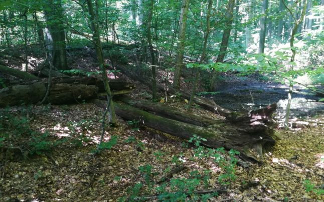 Bogățiile pădurilor de la Botoșani: Zeci de tone de plante și fructe vândute de o unitate de stat 