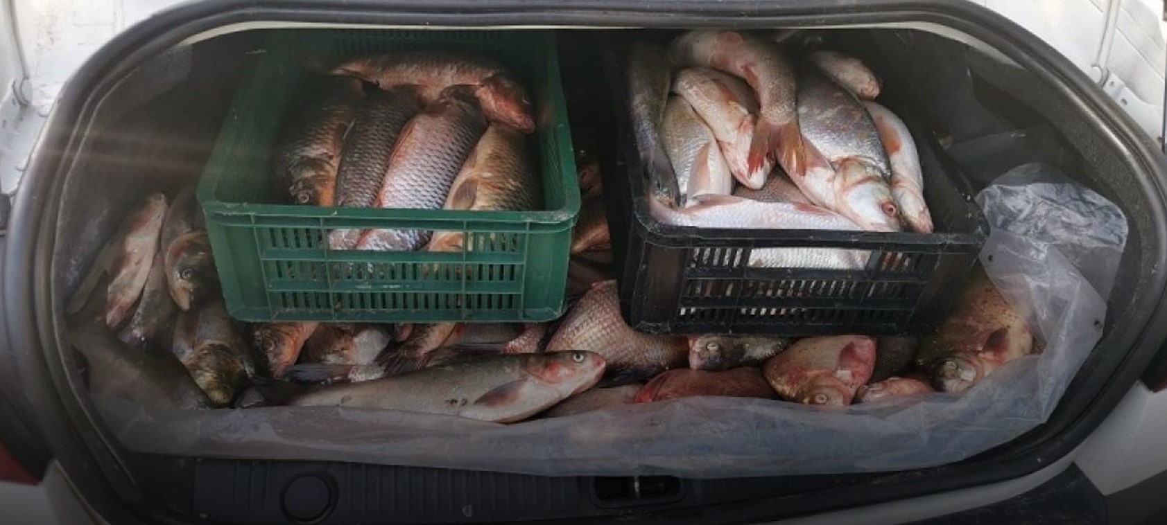 Peste o sută de kilograme de pește confiscate de polițiști: Bărbat prins cu nereguli la control