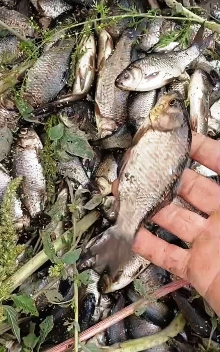 pesti morti jijia
