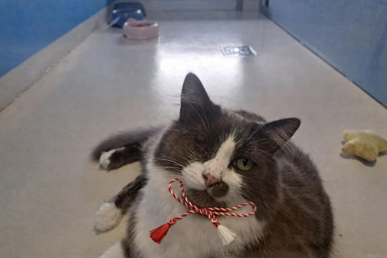 Târg organizat la Cafeneaua „La Mâțe” - Un mărțișor pentru cineva drag, o masă pentru o pisică