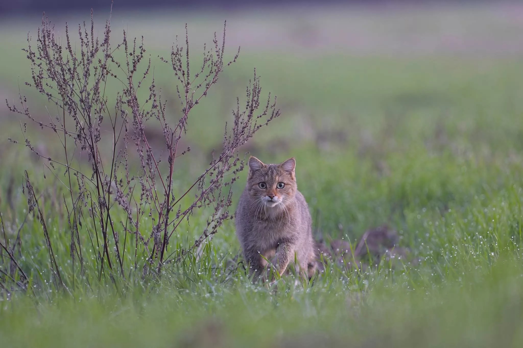 angajatii care numara pisicile salbatice