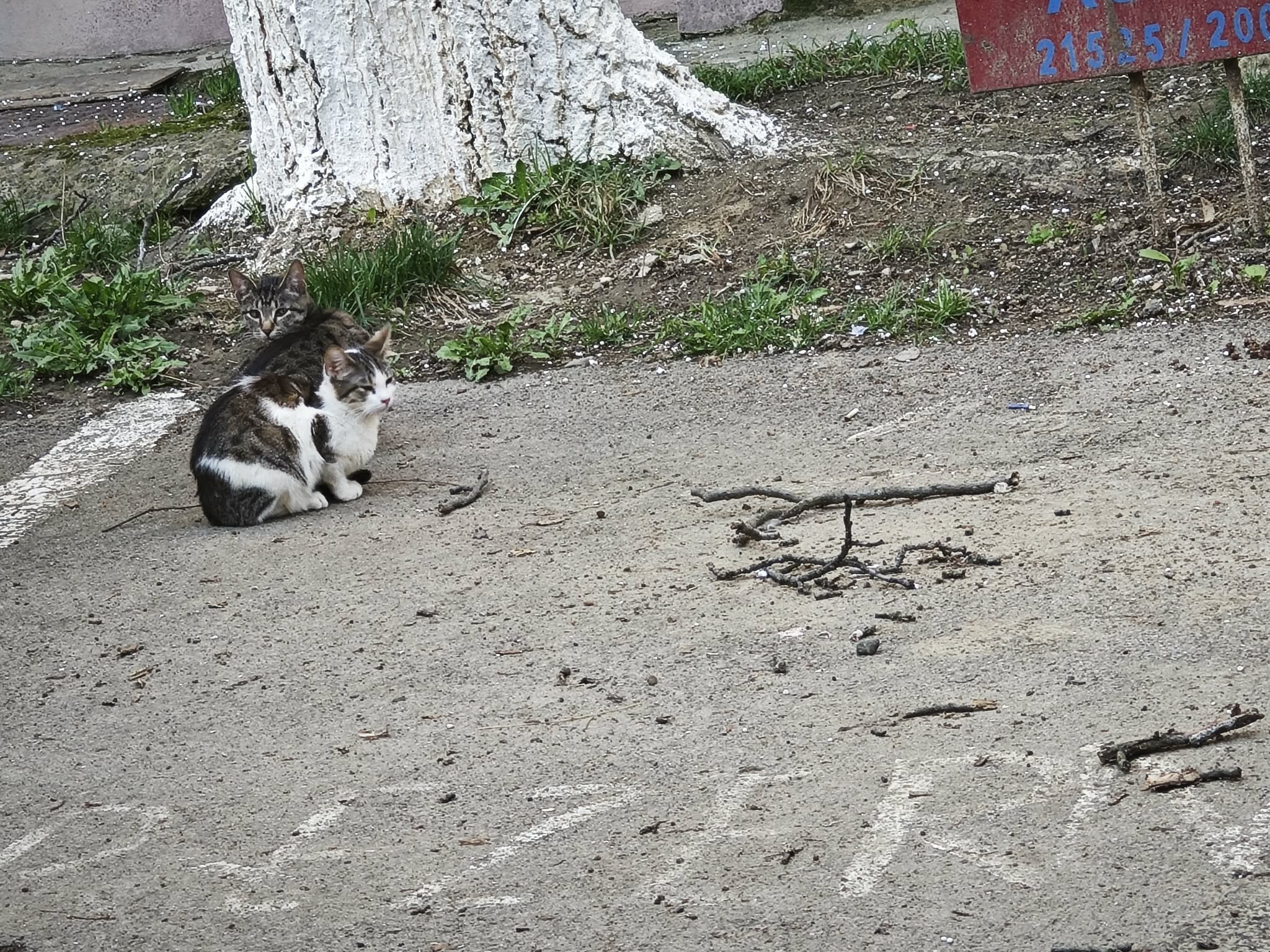 paznicii unui loc de parcare