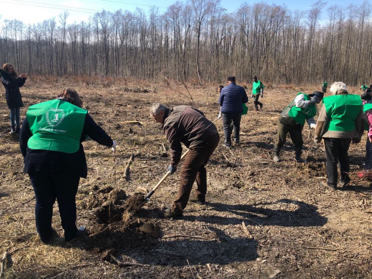 Se dă startul la plantarea arborilor: PĂDURILE cu cele mai mari suprafețe