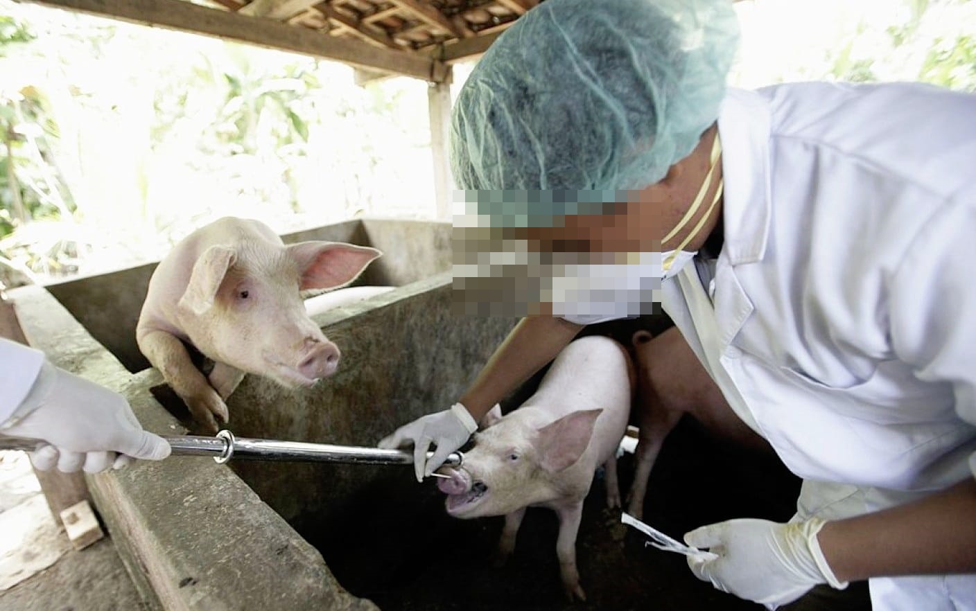 Pesta porcină lovește în plin la Botoșani: Apel către oamenii care cutreieră pădurile