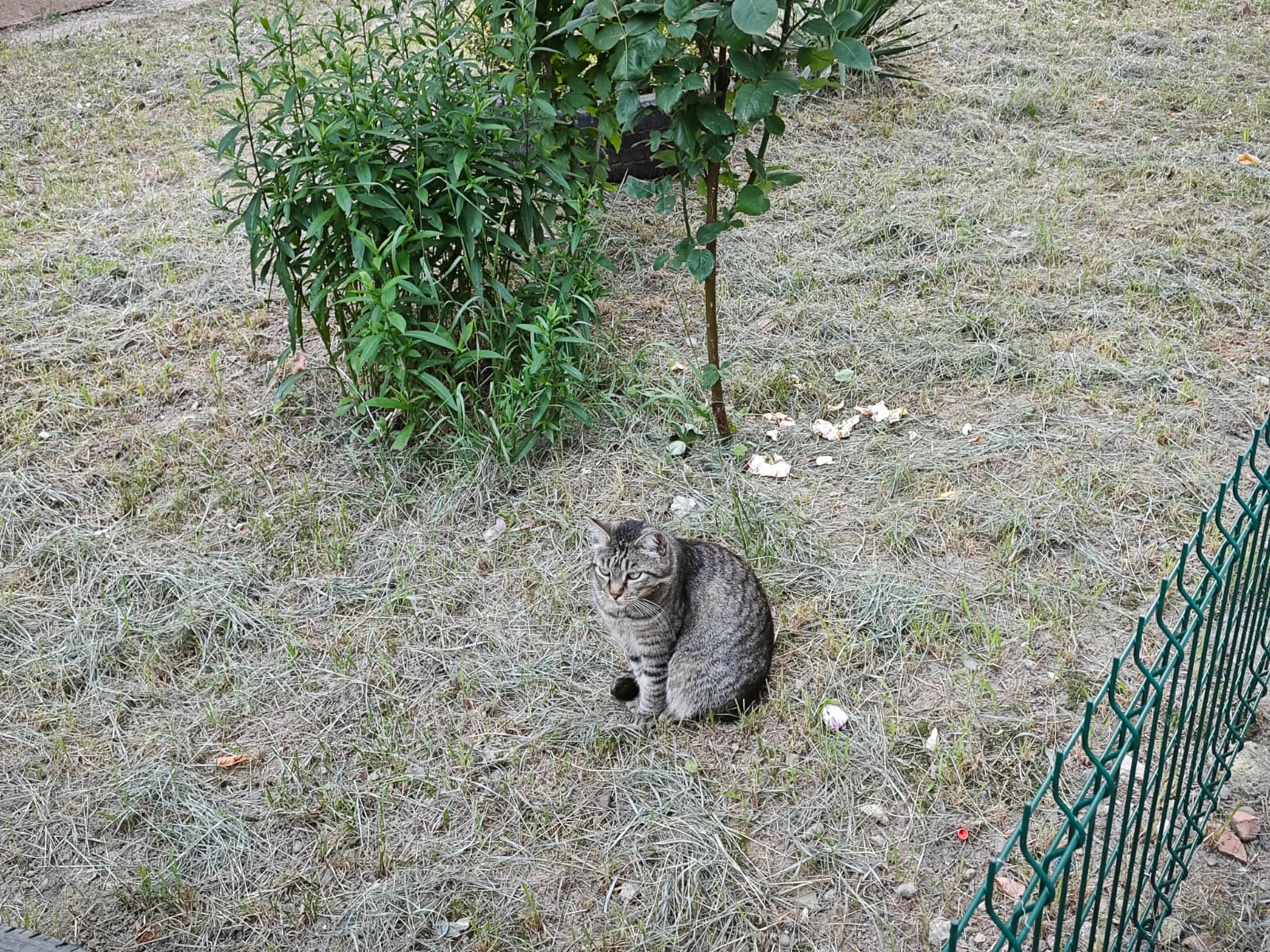 poza zilei 20 iulie