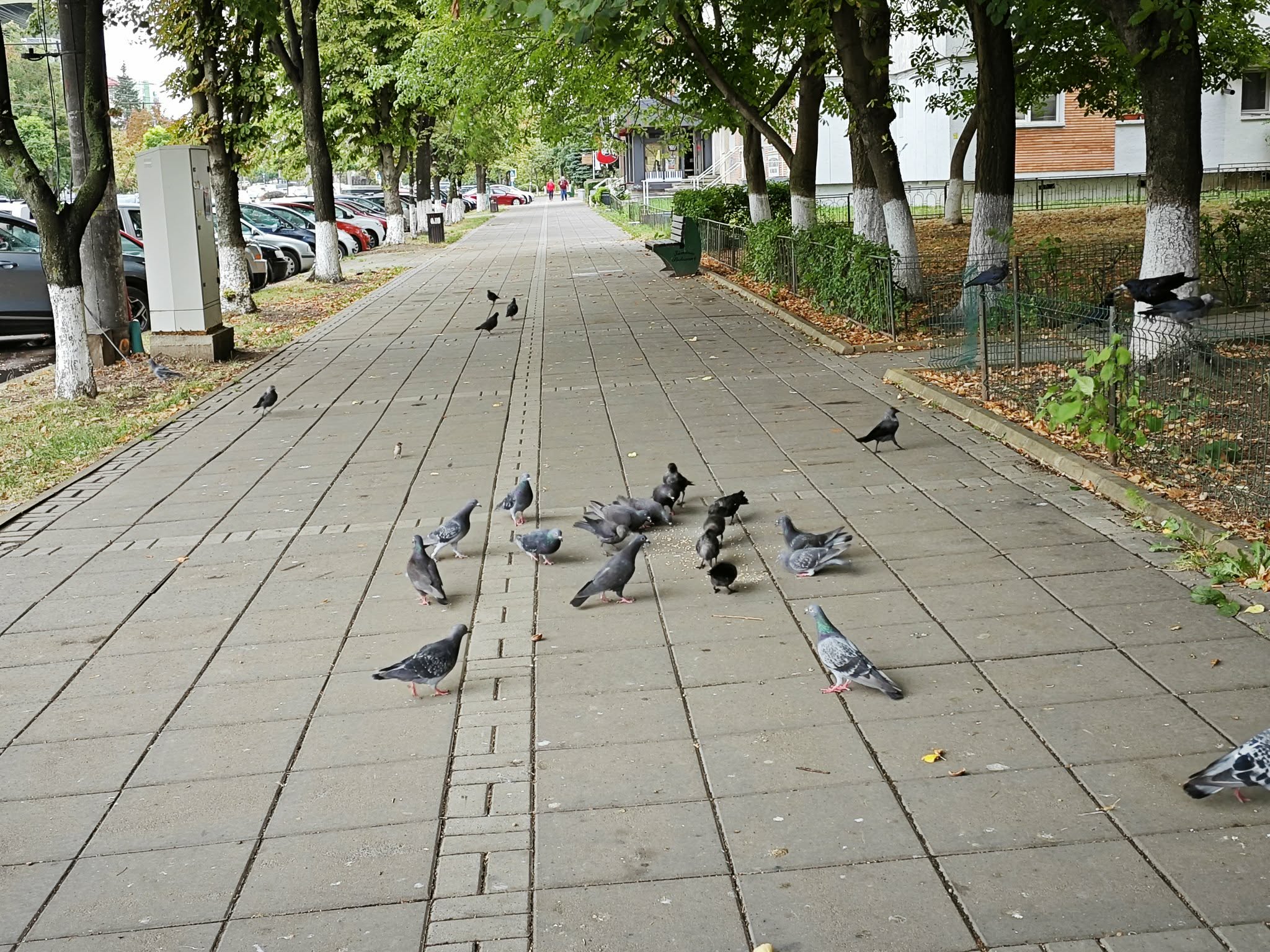 poza zilei 25 august