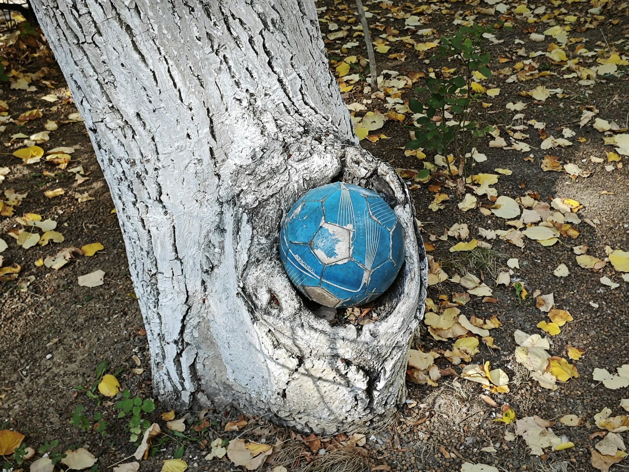 poza zilei 8 octombrie