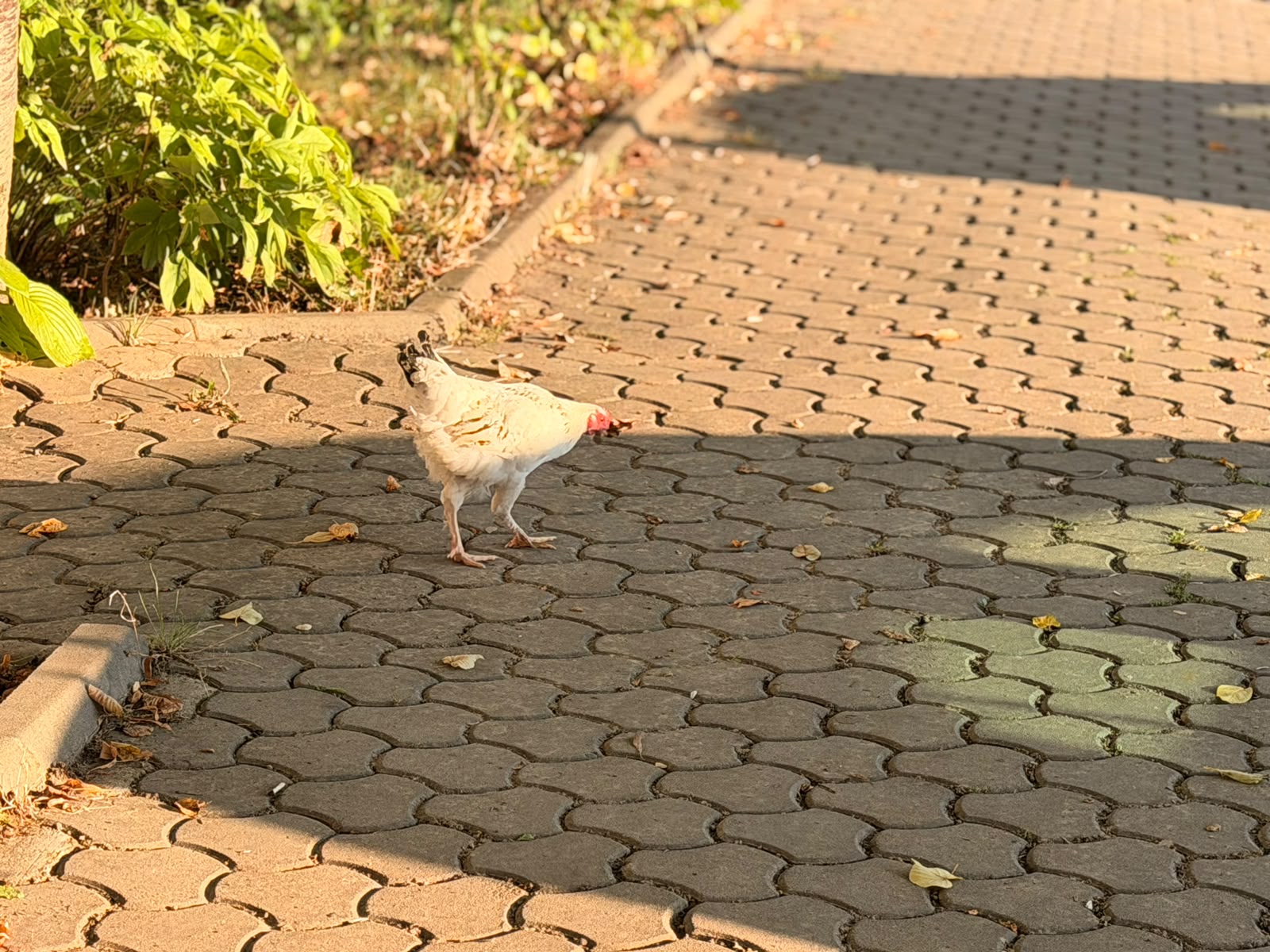 poza zilei botosaneanul