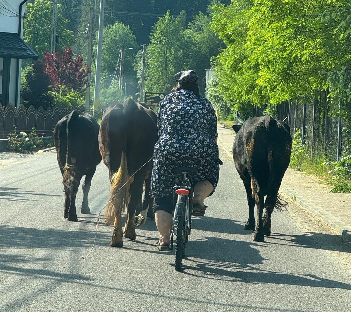 Poza zilei 23 iunie 2025 