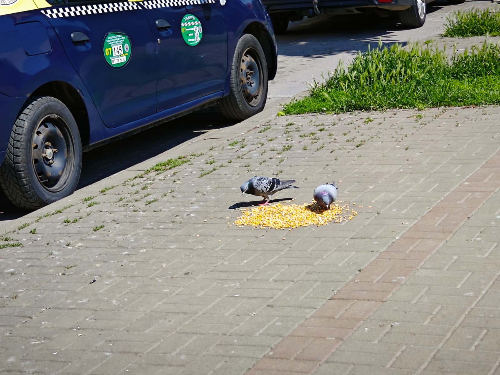 poza zilei botosaneanul