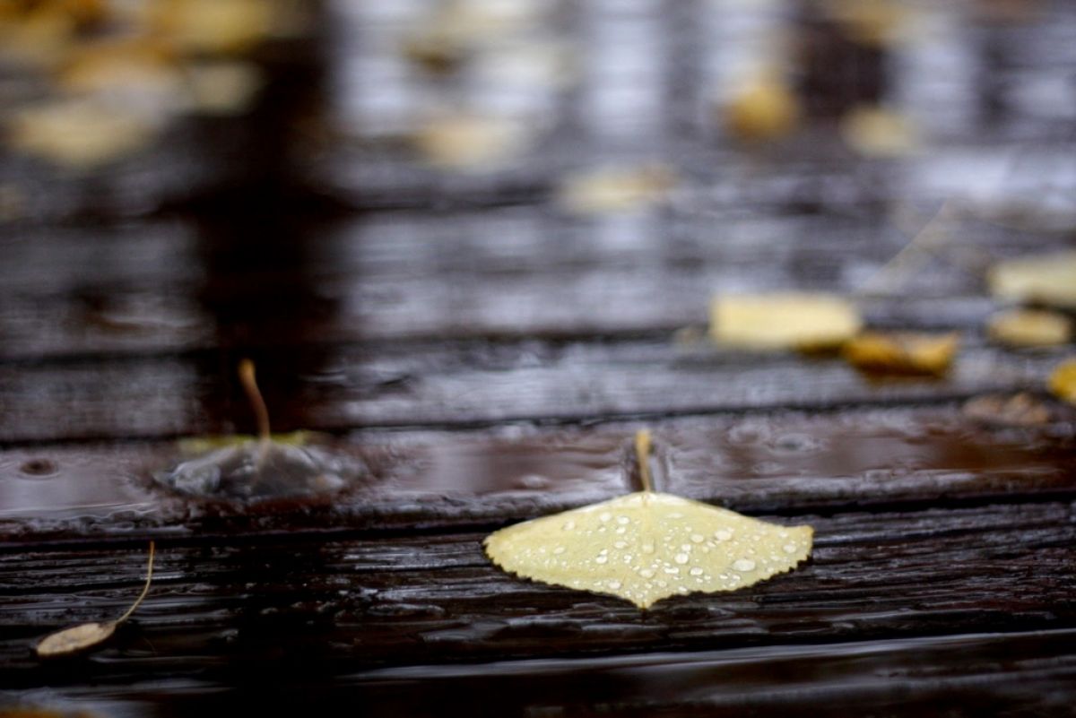 FRIG și ploi, când se încălzește și ce temperaturi vom avea până la sfârșitul lui septembrie