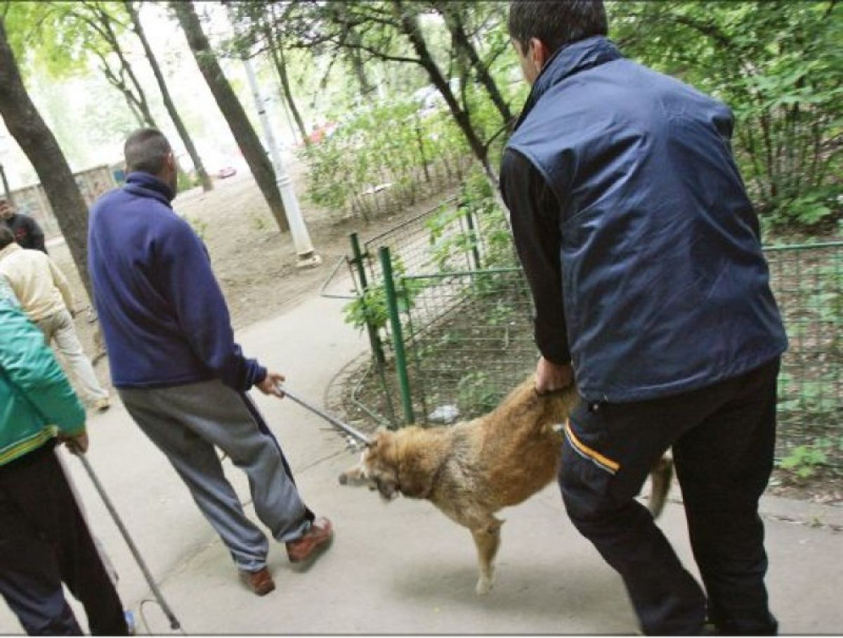 Câinii fără stăpân liberi pe străzile orașului de 3 luni de zile, angajații Primăriei vor începe capturarea