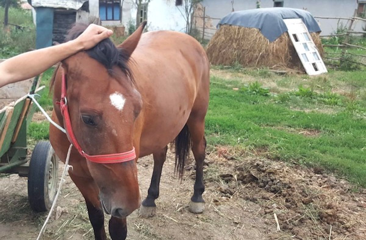 A sunat la 112, după ce a rămas fără calul din gospodărie: INCREDIBIL cine era hoțul