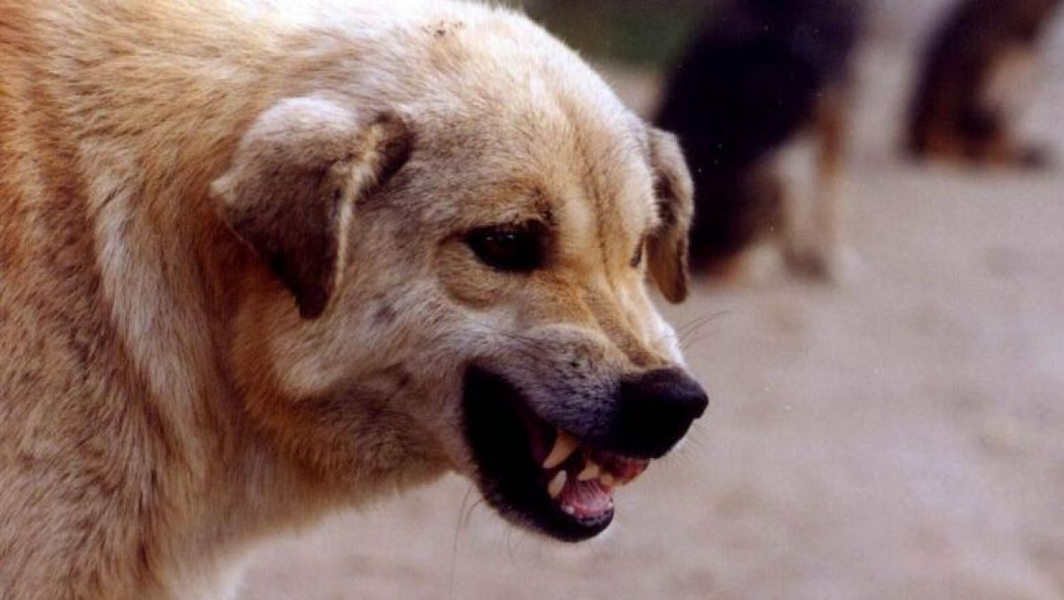 Clipe de groază pentru un copil de 6 ani: Mușcat de câinele din curte, transferat de URGENȚĂ la Iași