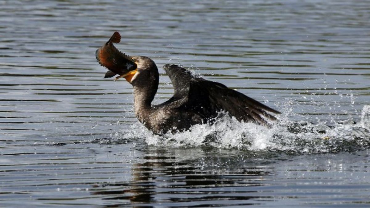 Cormoranii au poposit și la Botoșani, secretar de stat: Ori împușcați ori… adoptați