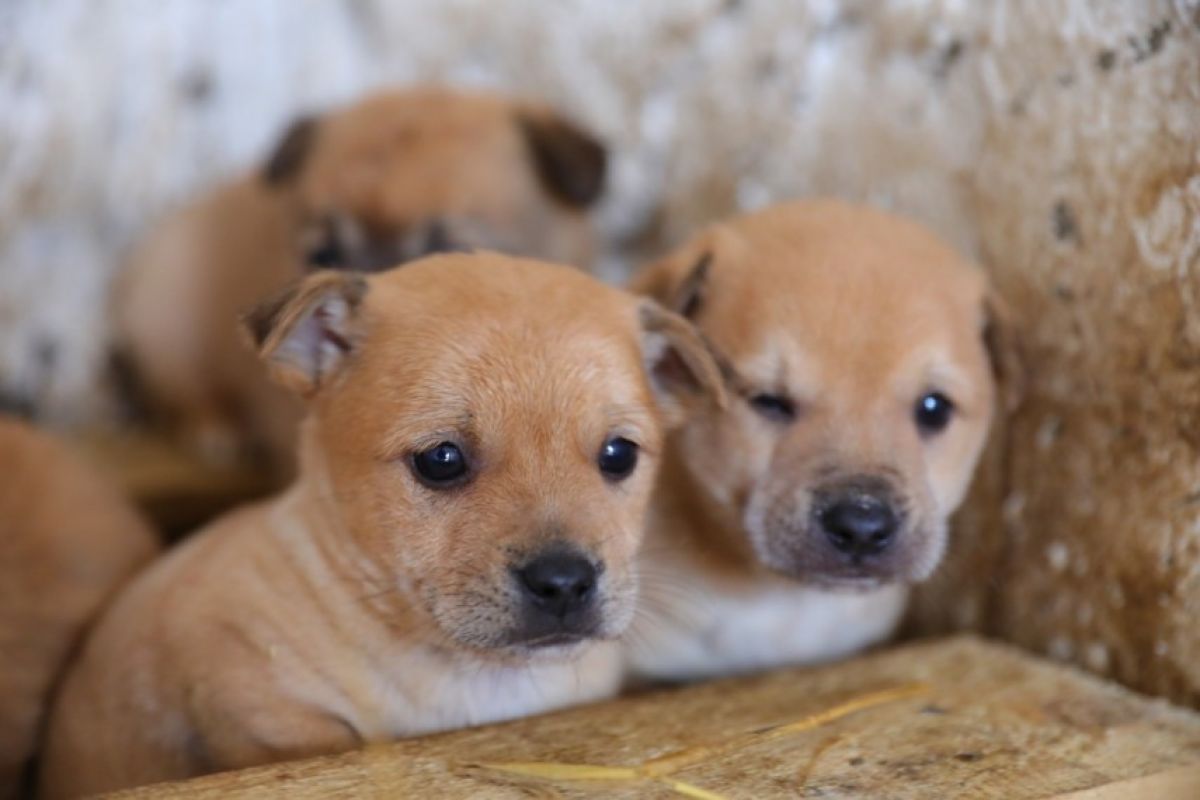 Angajări la o instituție a Primăriei, de la bufetier la medic veterinar