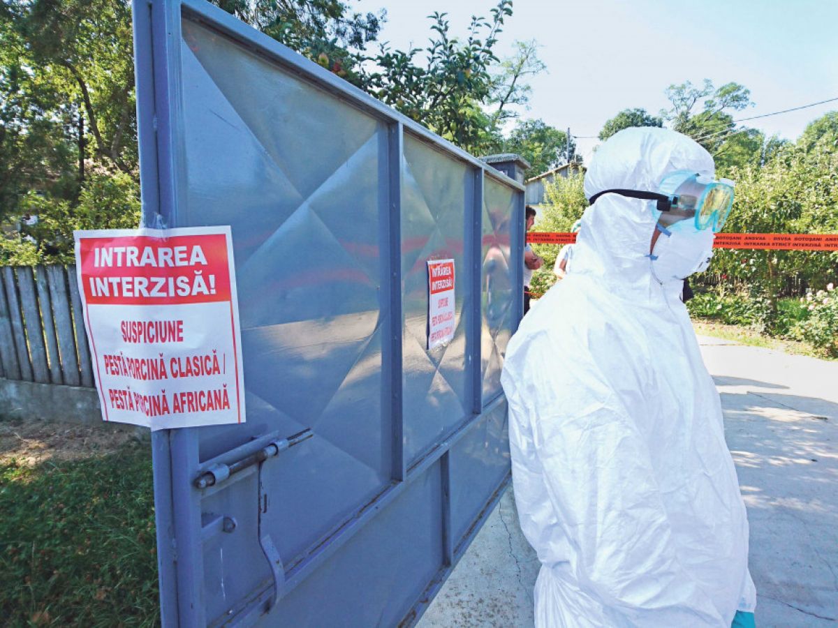 Comunicat DSVSA: În județul Botoșani continuă să rămână active 9 focare de pestă porcină africană la mistreț