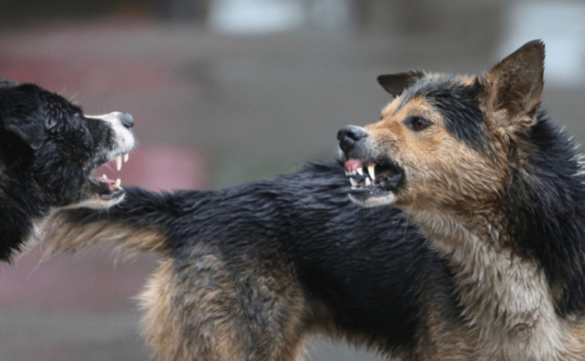 Se înăspresc SANCȚIUNILE pentru deținătorii de câini periculoși după cazurile de persoane atacate pe stradă