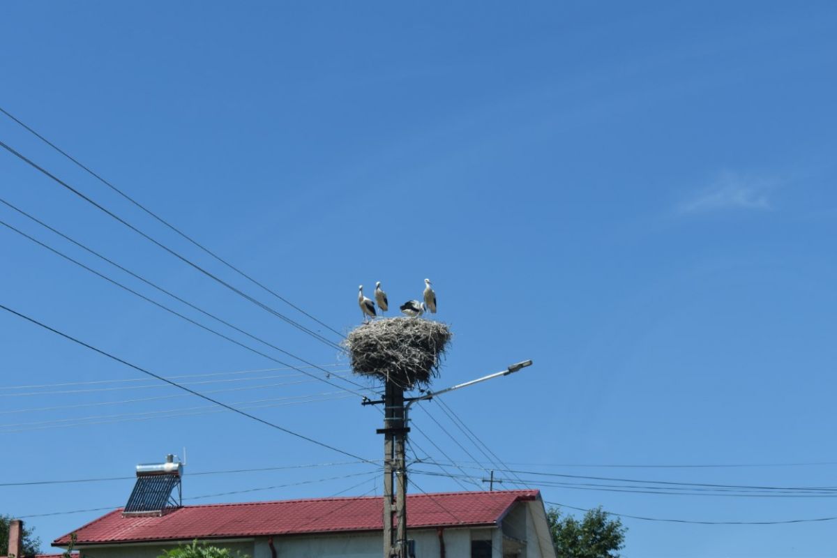 Poza zilei 11 octombrie 2023