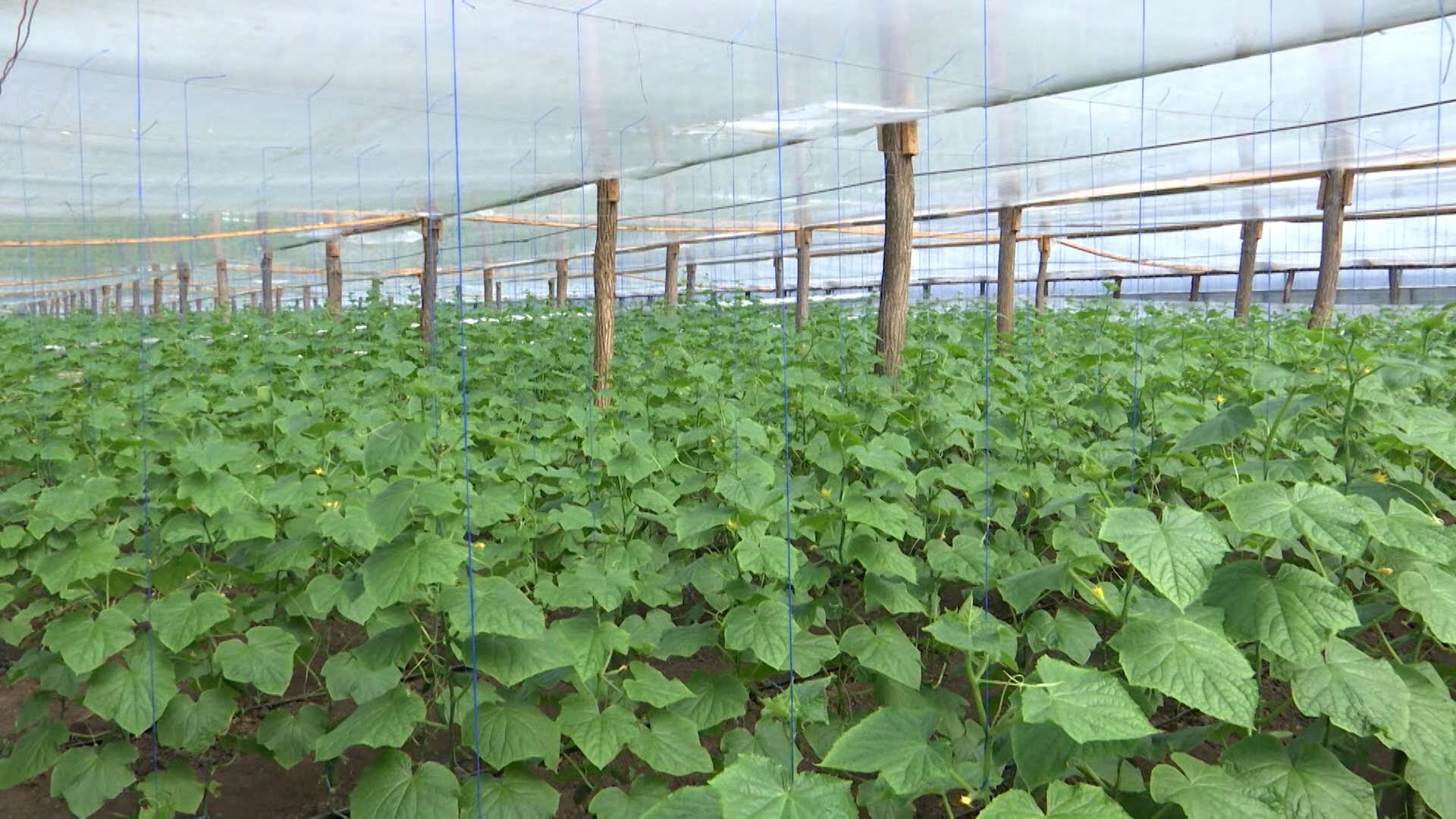 Se pregătește programul „Prima seră”: SUMA maximă care ar putea fi dată de la stat