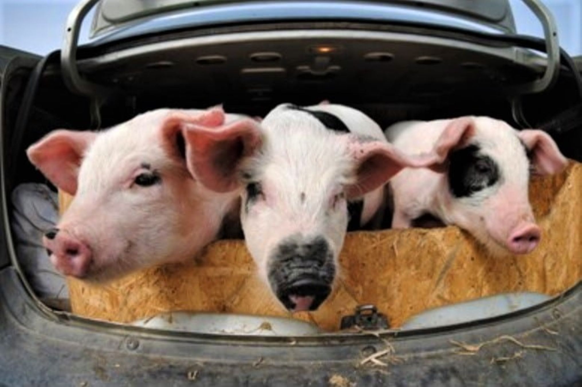 porci in portbagaj, un sofer amendat