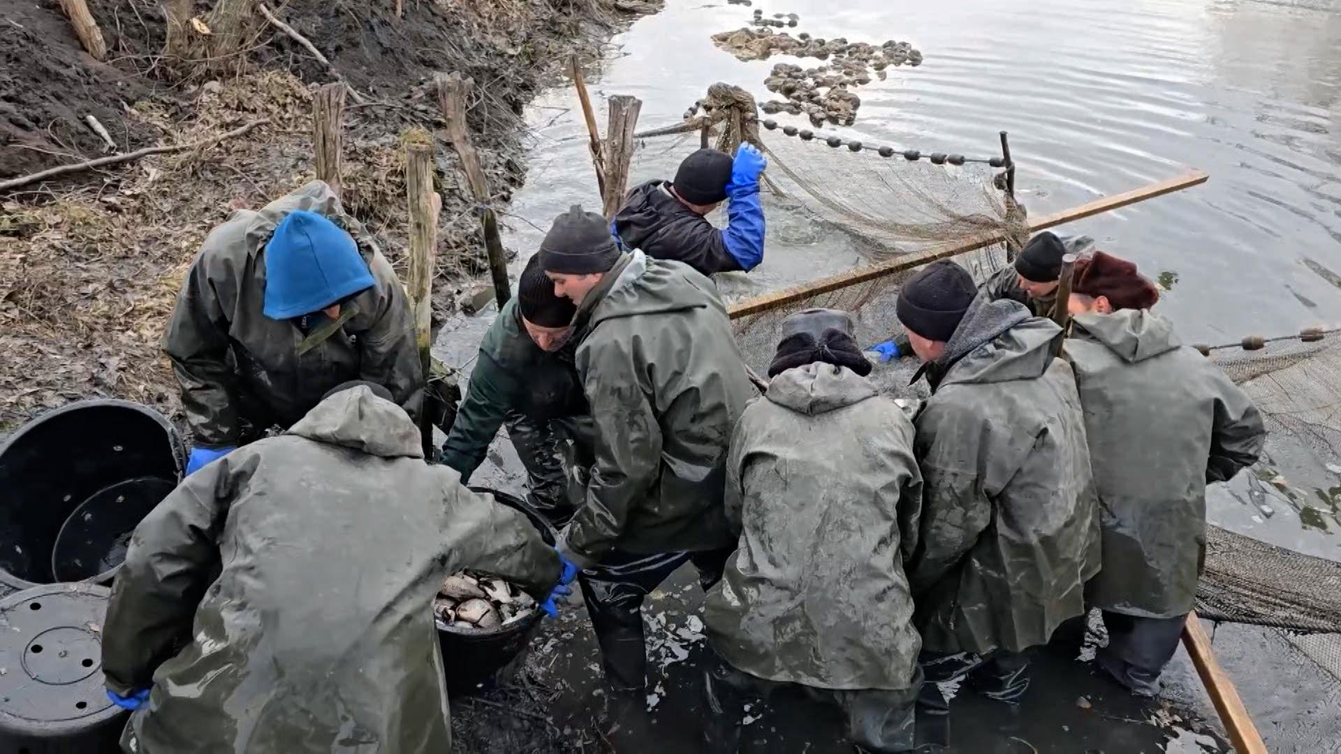 Pierderi uriașe pentru fermierii piscicoli de la Botoșani din cauza schimbărilor bruște de temperatură