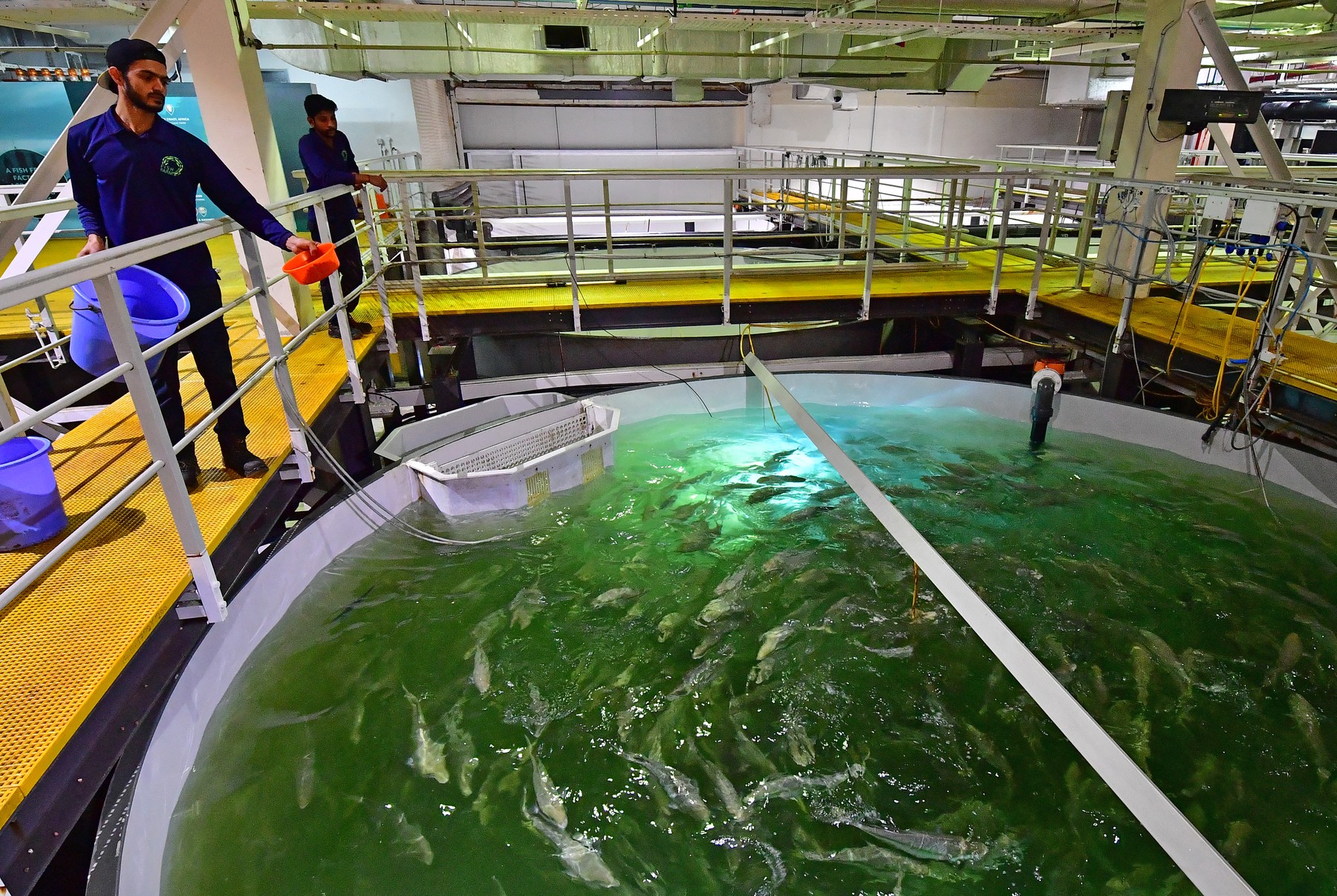 Norvegia: Supercomputer folosit la creșterea somonului!