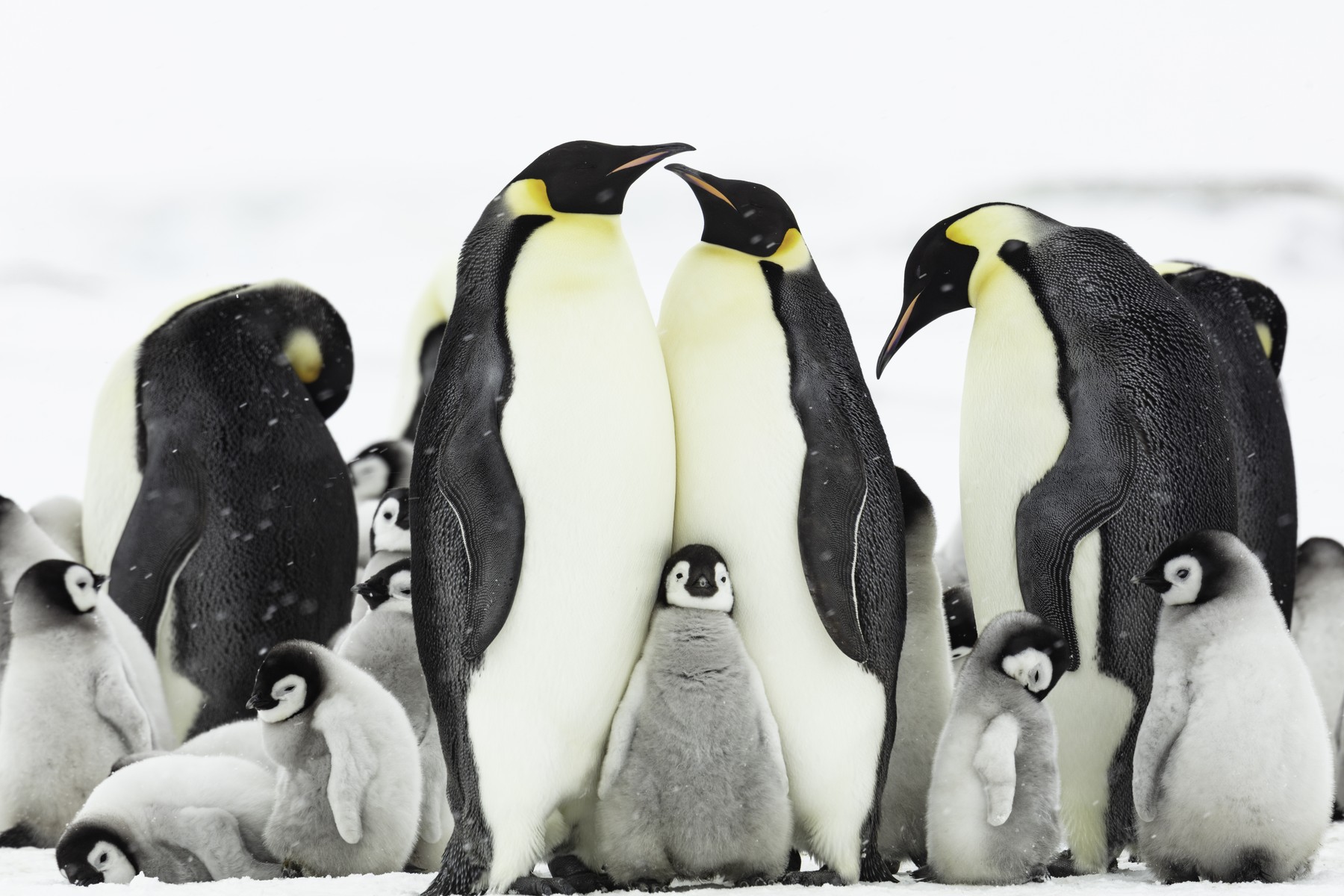 Pinguinii imperiali au devenit oficial specie în pericol de dispariție din cauza morții în masă a puilor