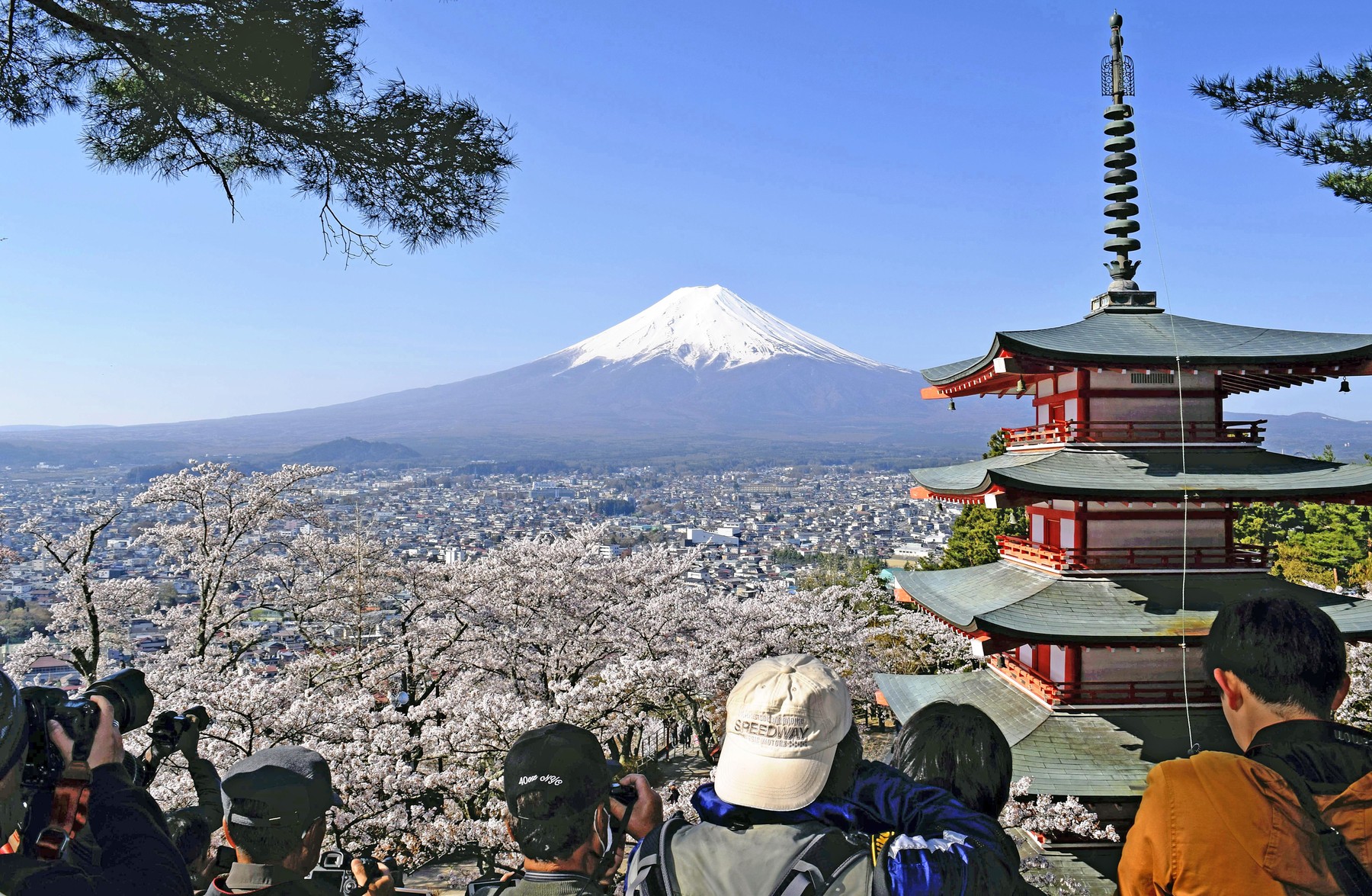 Japonia: Turiștii au provocat anularea festivalului cireșilor!