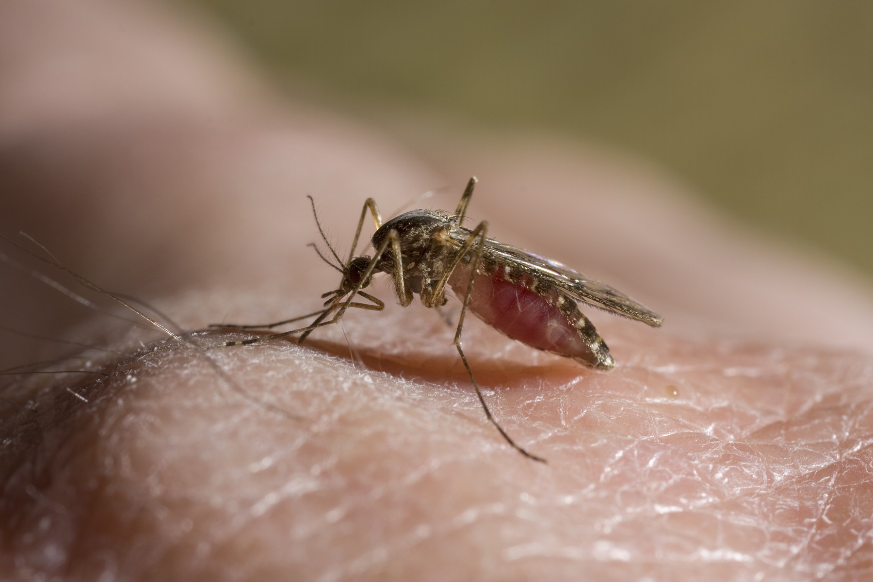Alertă sanitară! Primul caz de virus Chikungunya depistat în România