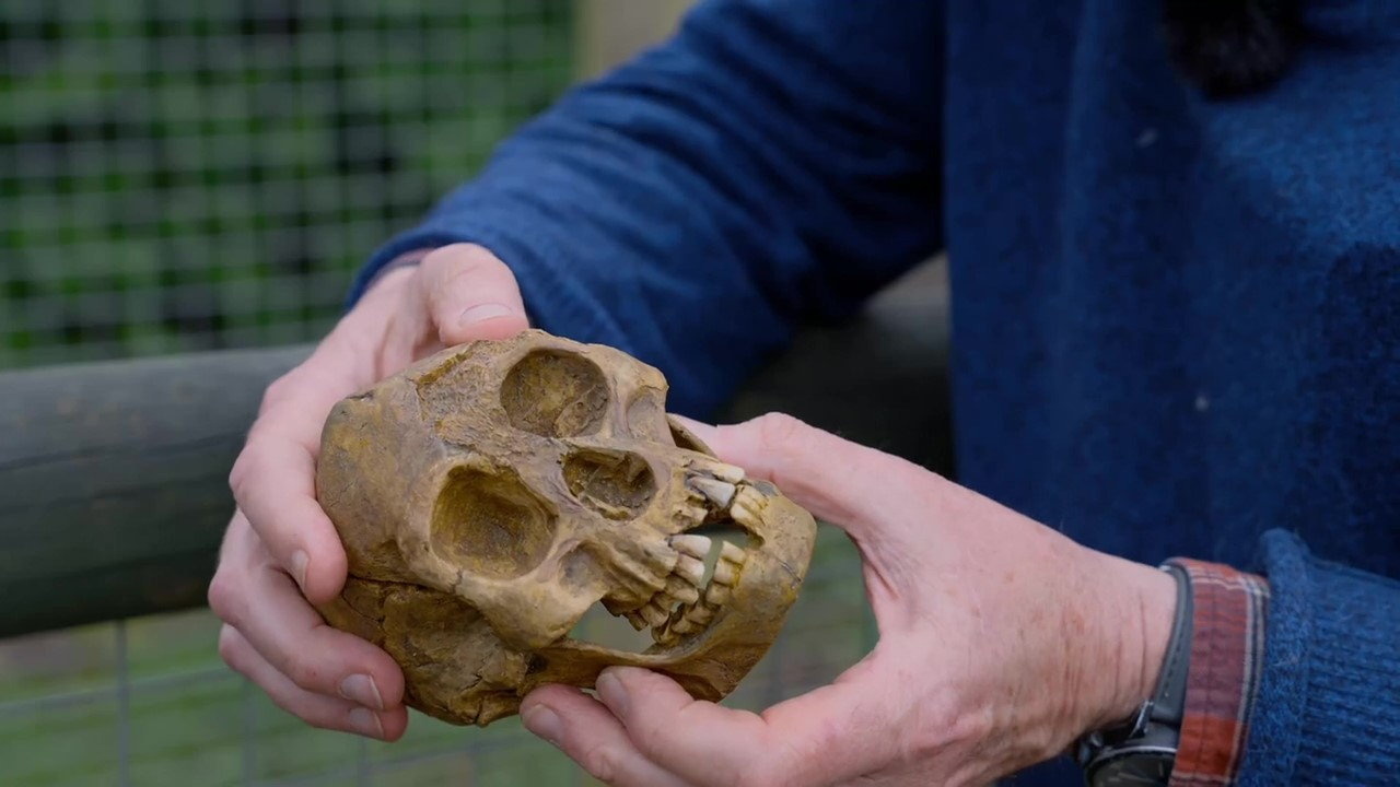 Un studiu face lumină asupra „Hobbitului”, ruda îndepărtată a omului care a fost descoperită în 2003