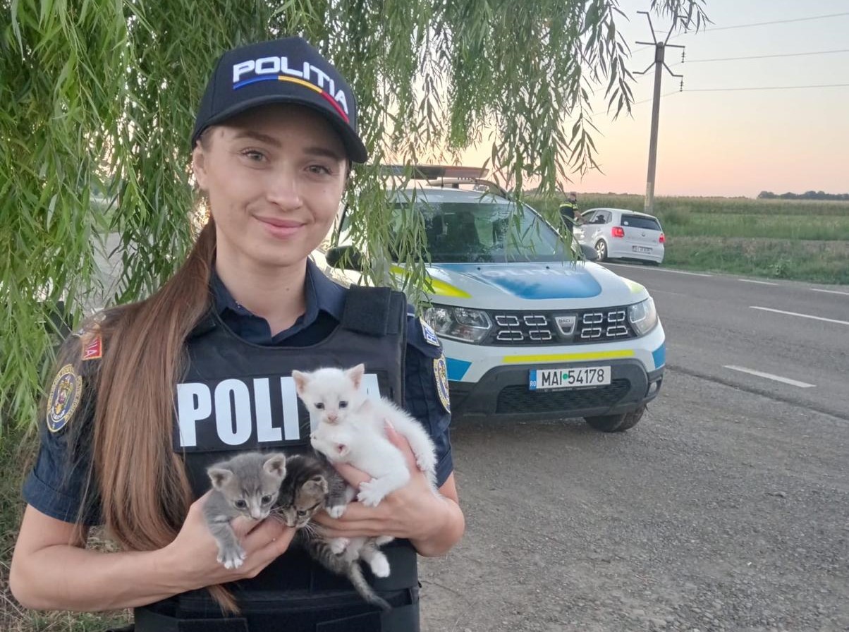 Pui de pisică salvați de o polițistă din Botoșani: Alexandra se afla în misiune