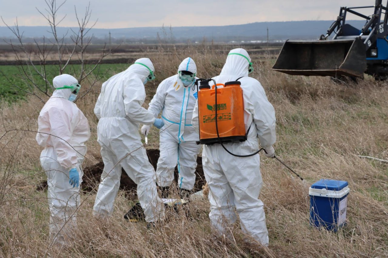 ALERTĂ la Botoșani: Focar de rabie la vacă confirmat în județ