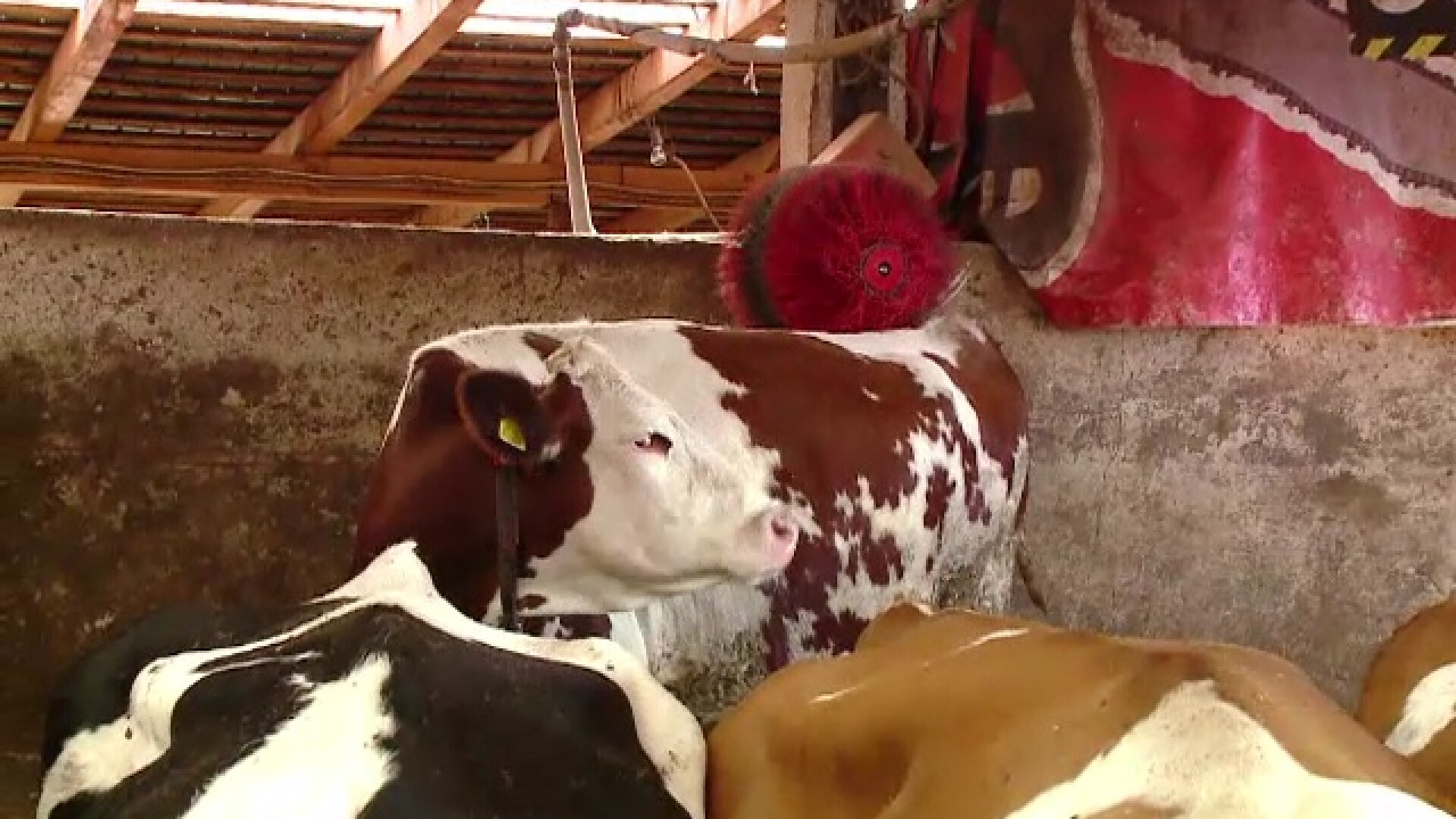 Alertă de rabie în județul Botoșani după ce o vacă a fost găsită moartă