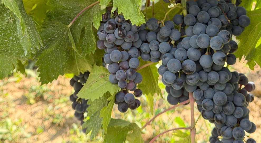 Cotnari estimează să recolteze toamna aceasta 24 de milioane de kilograme de struguri