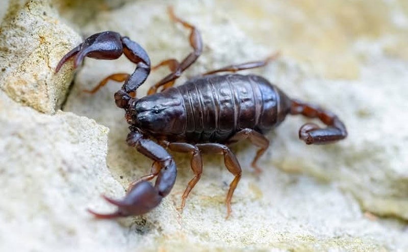 Scorpionul Carpatin, „fosila vie” din pădurile României: descoperire rară și aproape inofensivă inclusiv la Botoșani 