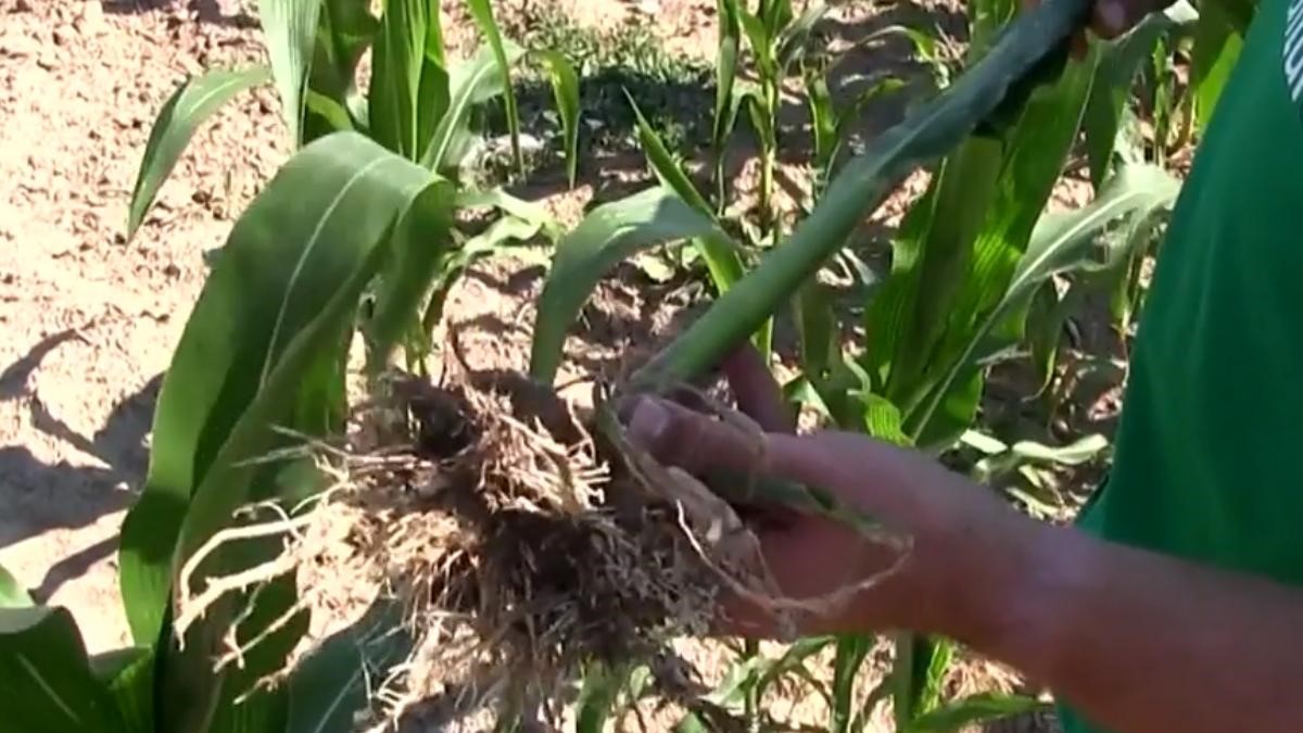 Arșiță în tot județul: Culturi agricole compromise, comisii trimise în teren