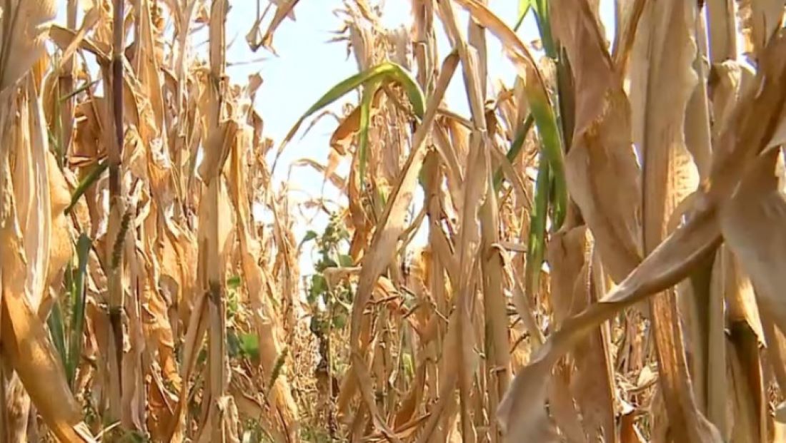 În sfârșit! Fermierii de la Botoșani își primesc banii pentru pagubele produse de secetă 