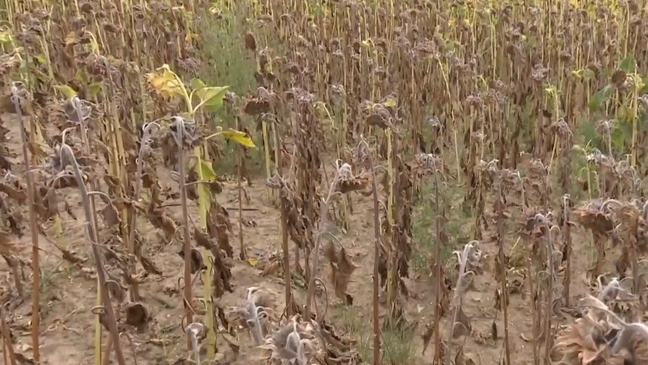 Botoșaniul, aproape singurul județ ocolit de secetă: DEZASTRU în restul țării 