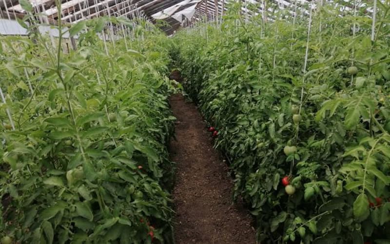 VOT în Parlament pentru solariile din jurul casei, amenzile erau uriașe inclusiv la Botoșani 