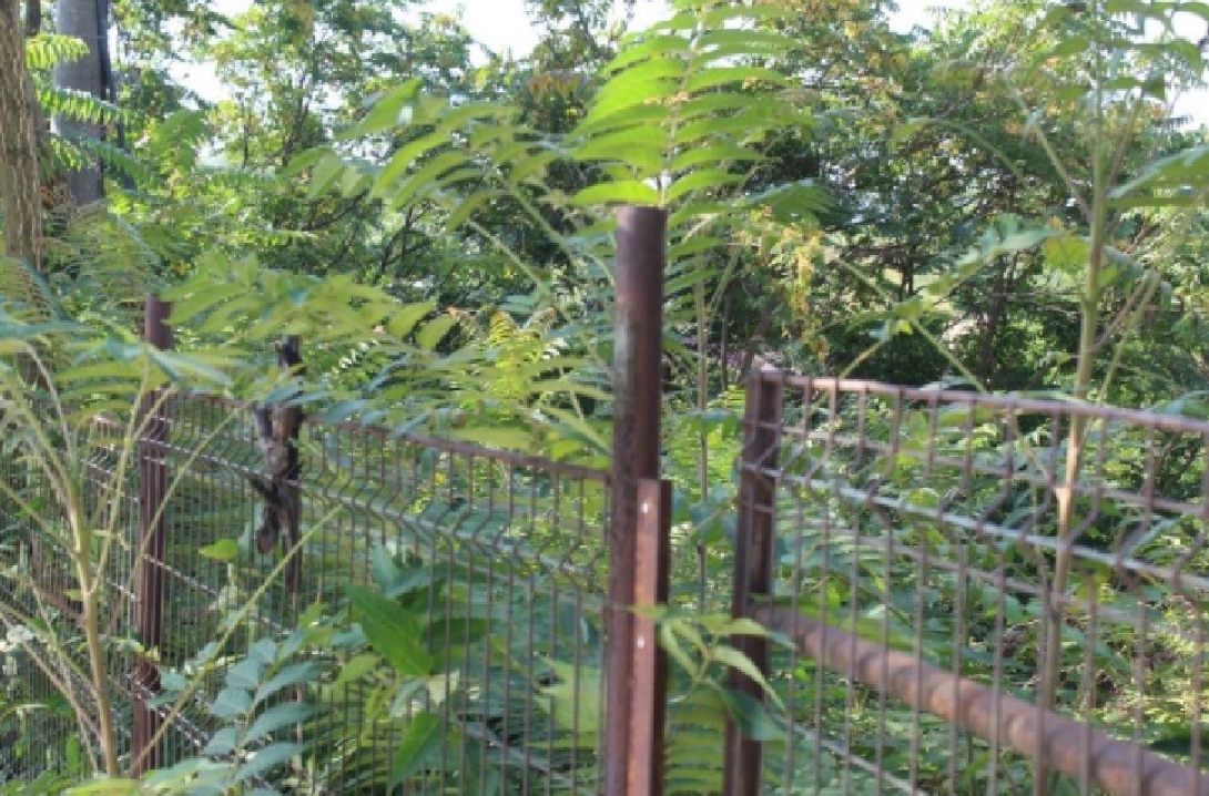 Firme din Botoșani AMENDATE de polițiștii locali pentru terenuri neîntreținute