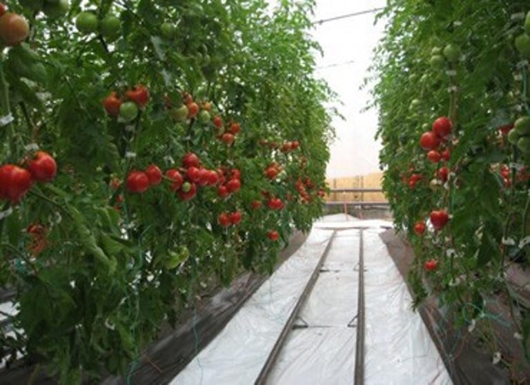 Serele, solariile și silozurile vor fi impozitate din 2026: fermierii din Botoșani, afectați de noile taxe