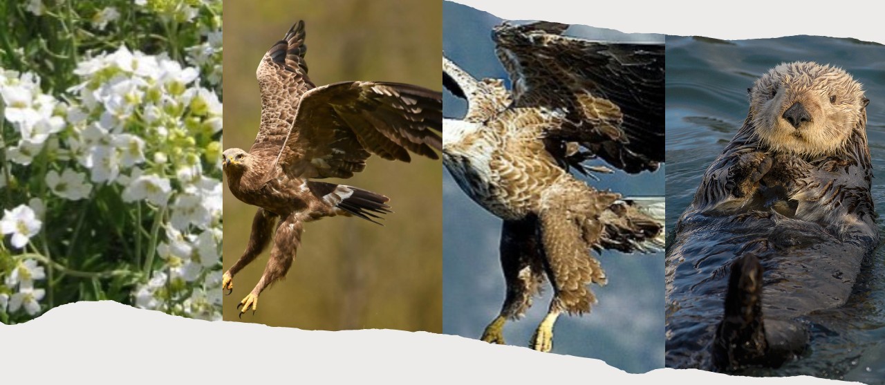 Specii rare și protejate aflate la Botoșani dar care NU vor fi văzute vreodată de botoșăneni decât în poze– VIDEO 