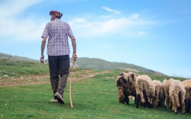 Banii pentru adăpători au fost aprobați prin vot, PNL a făcut majoritate cu AUR împotriva pesediștilor – VIDEO