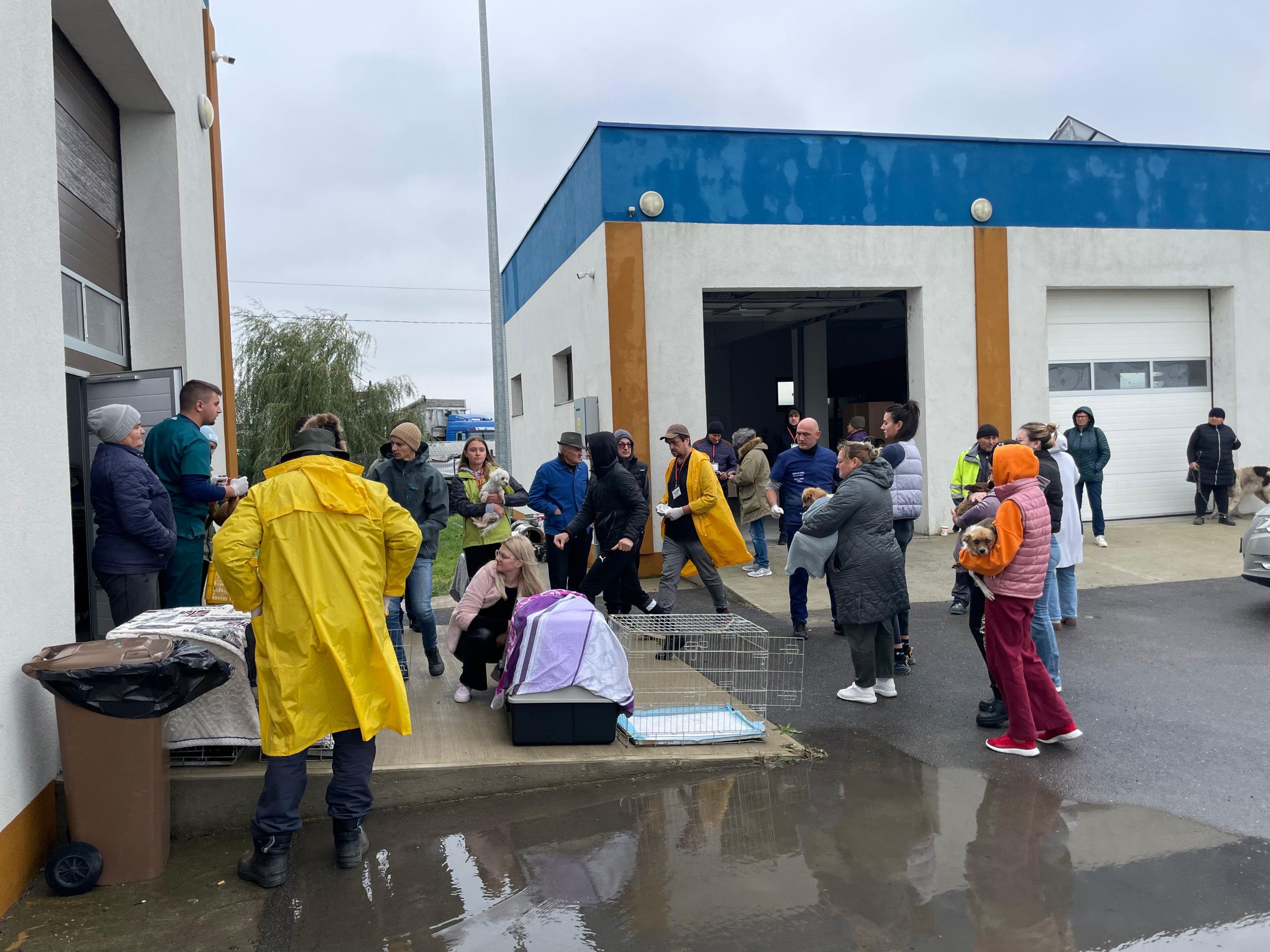 sterilizare gratuita la Flamanzi.